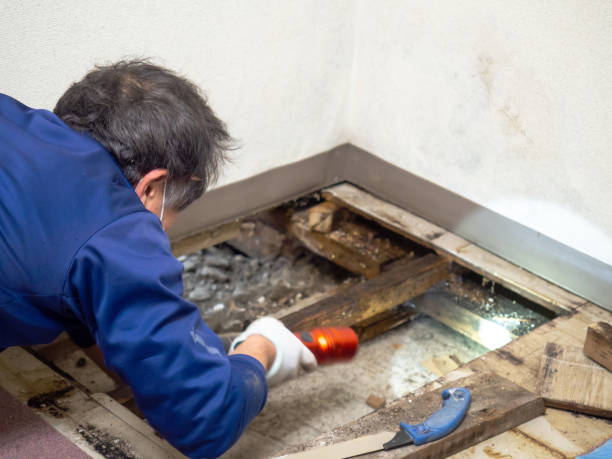 Best Mold Testing  in Burlington, NC