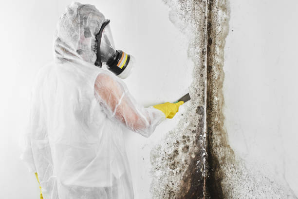Best Crawl Space Mold Removal  in Burlington, NC