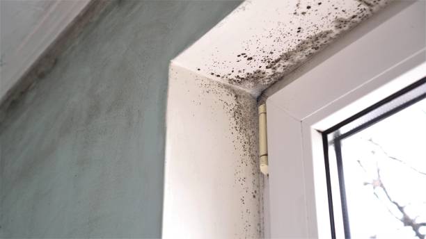 Best Mold Cleaning Services  in Burlington, NC
