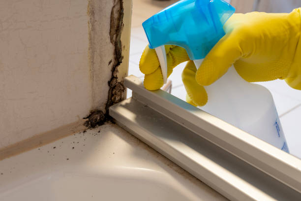 Best Toxic Mold Removal  in Burlington, NC