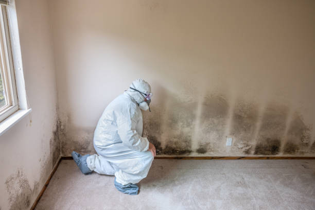 Best Home Mold Removal  in Burlington, NC