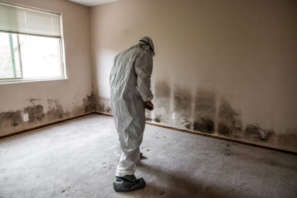 Trusted Burlington, NC Mold Removal Experts