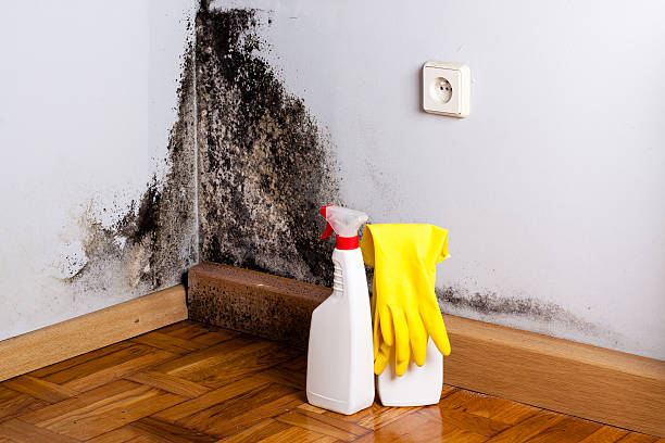 Best Same-Day Mold Removal  in Burlington, NC
