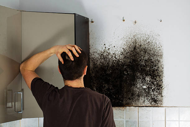 Best Professional Mold Removal  in Burlington, NC