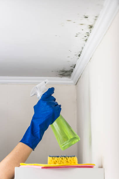 Best Attic Mold Removal  in Burlington, NC