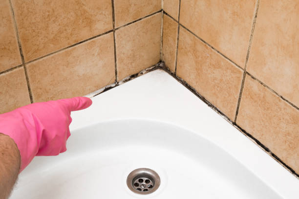 Best Black Mold Removal  in Burlington, NC